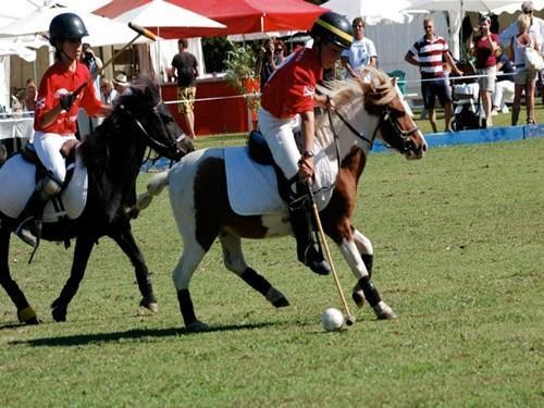 Paddock polo Cornas