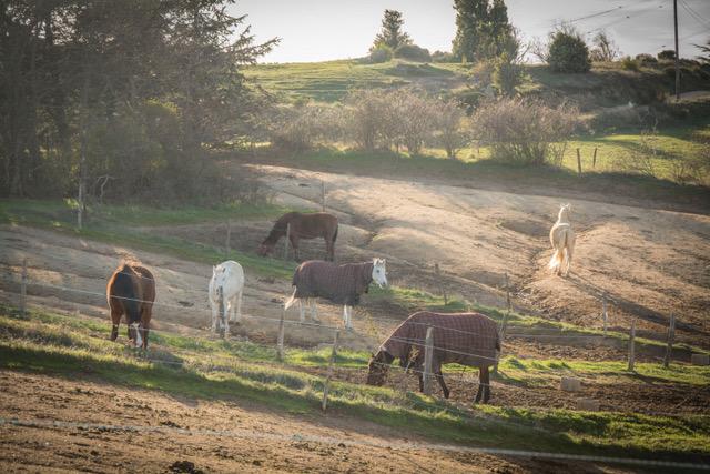 Pension pour chevaux Cornas